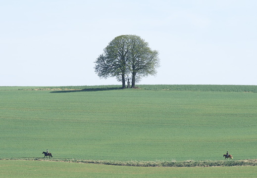 My friend the tree